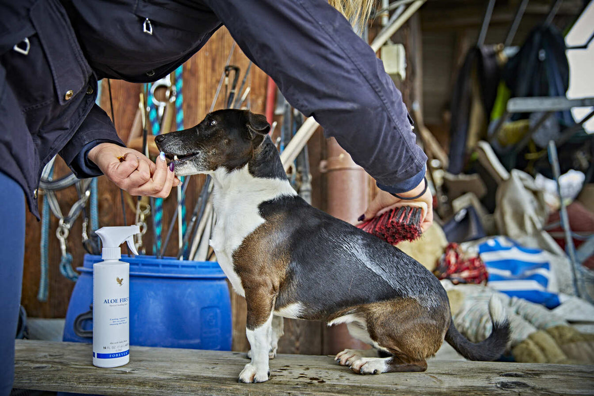 Aloe First – Perfekt fuer den besten freund zur Pflege- dein Hund 